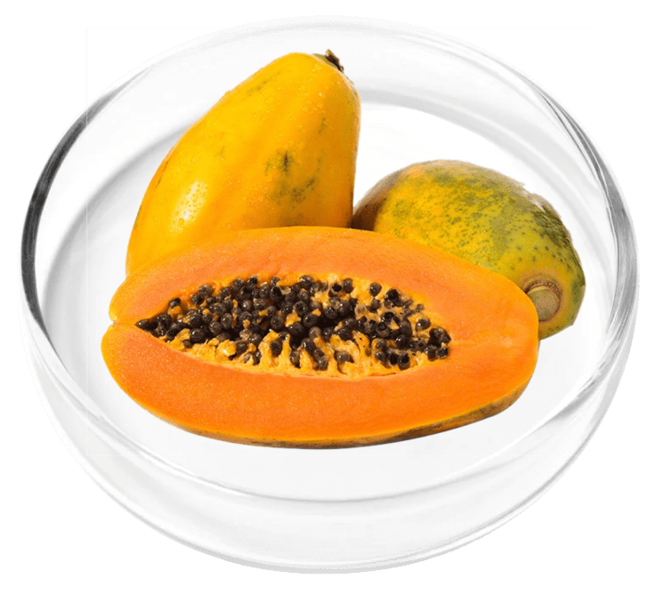 Papaya Powder